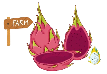 Dragon Fruit Farming India