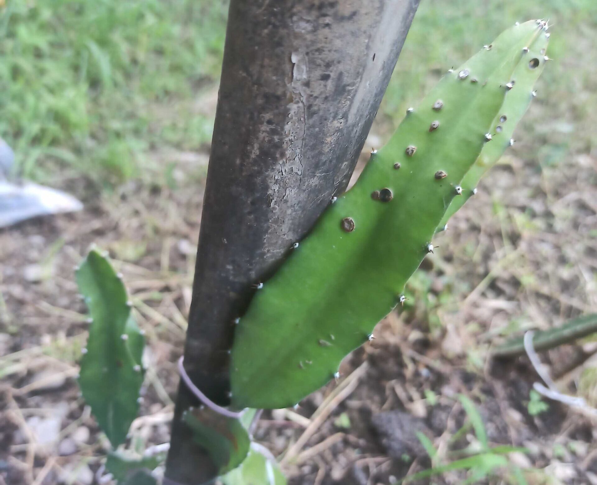 disease in dragon fruit farming