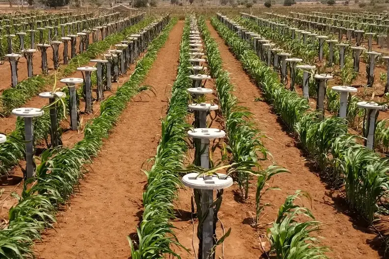 Dragon Fruit Farm 'Intercropping'