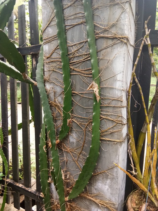 dragon fruit root system