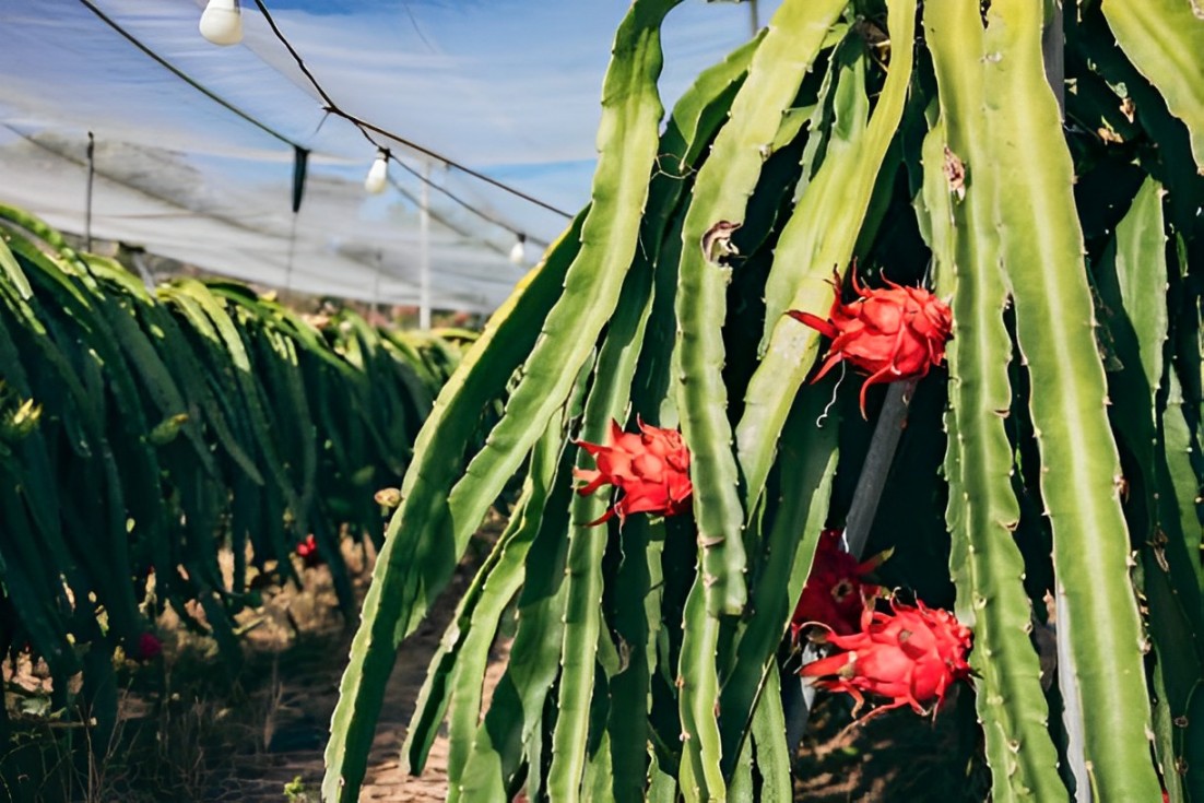 All Vietnamese dragon fruit variety