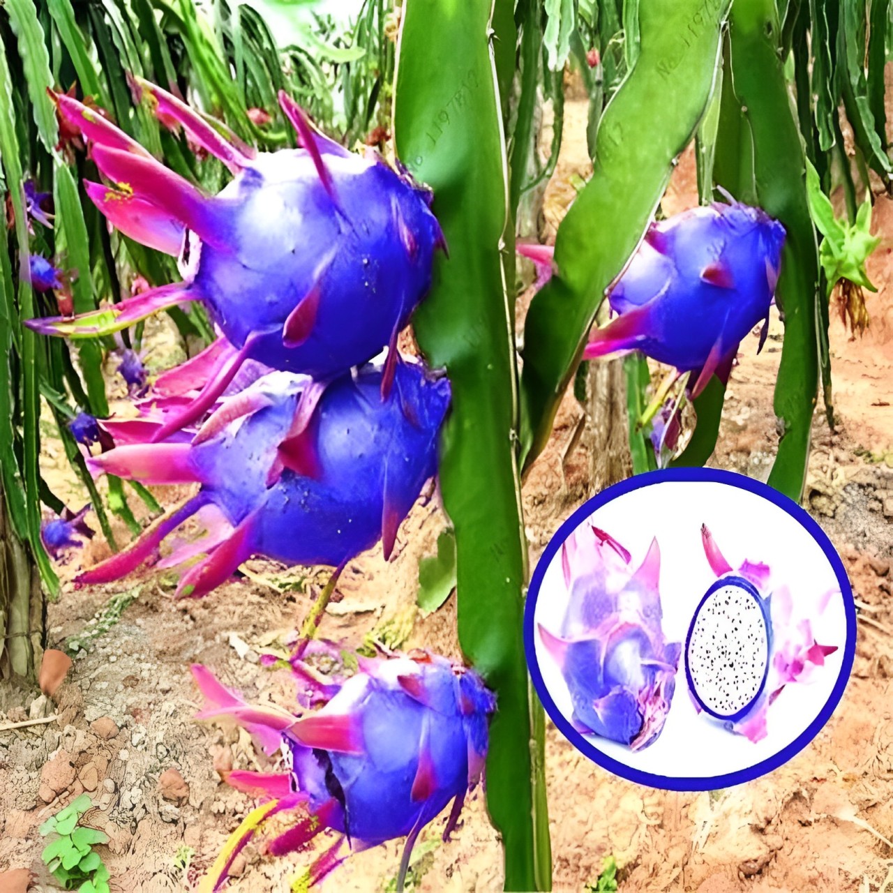 Blue dragon fruit