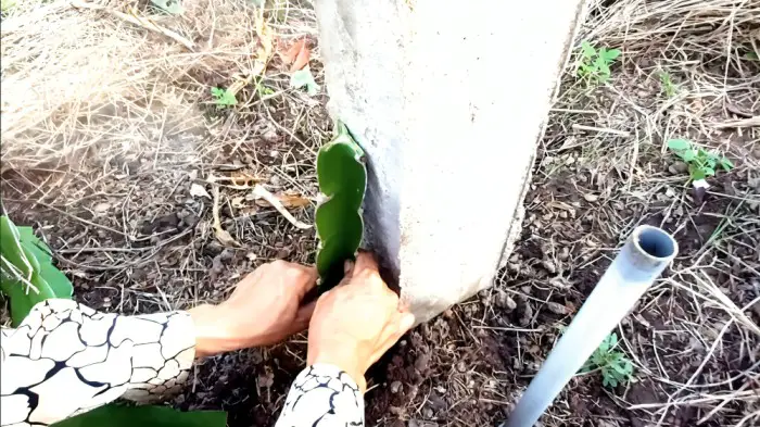 Plantation Time-Small Dragon fruit plant