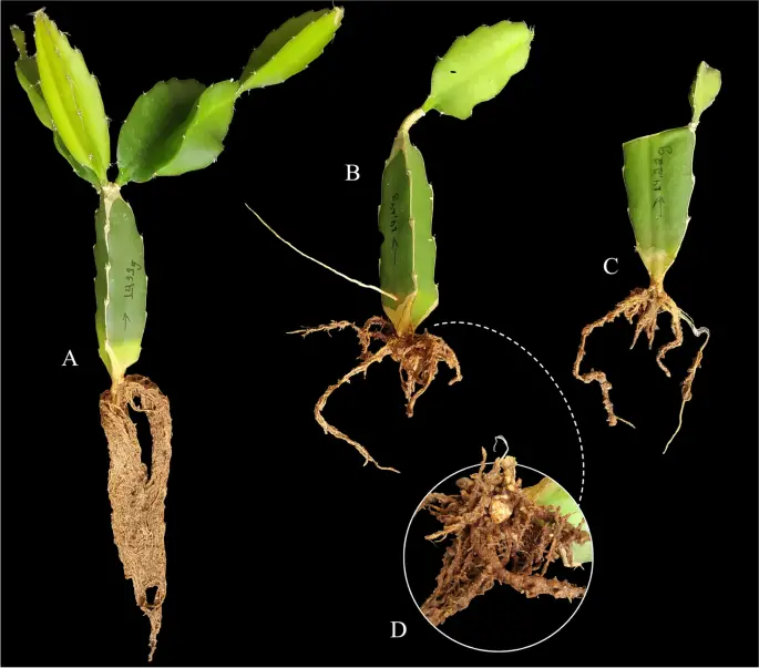 Dragon Fruit Season: Signs Your Plant Has Nematodes