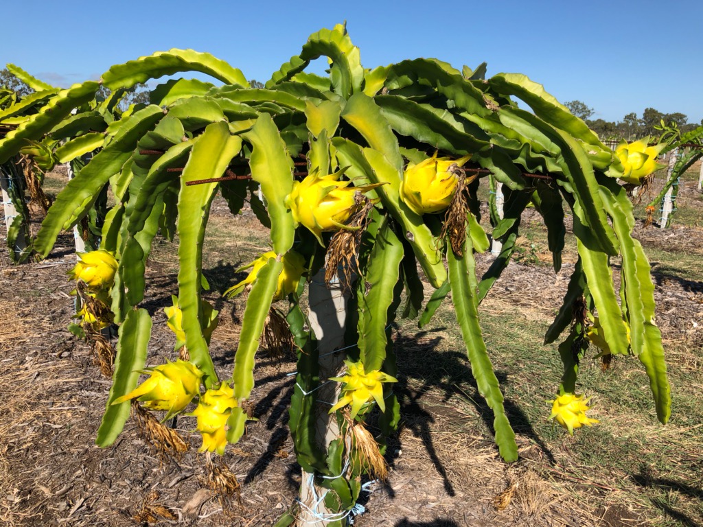 Top 2 yellow dragon fruit for farming in Himachal