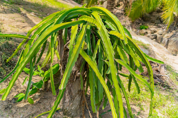 Dragon fruit cultivation tips