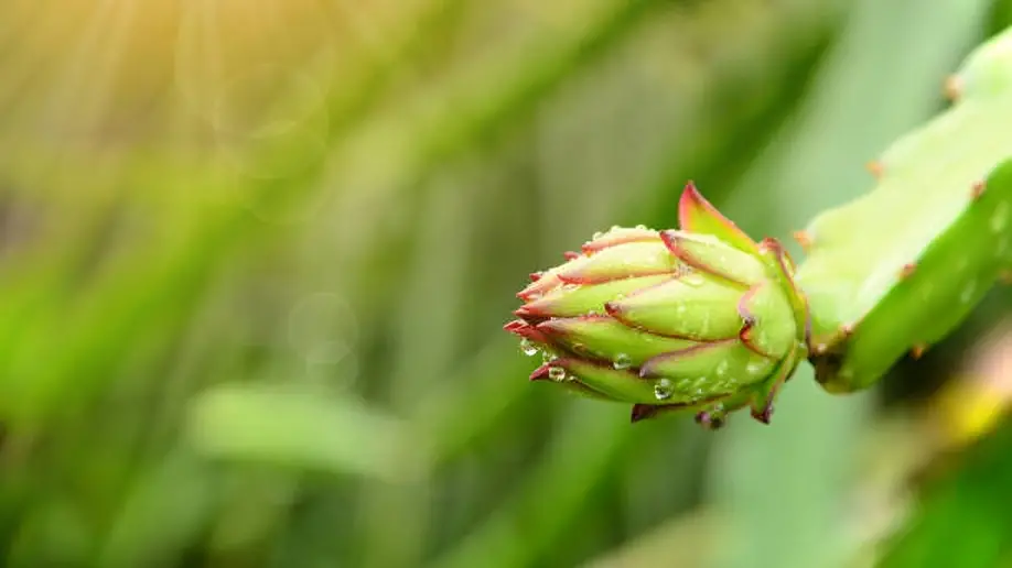 Dragon fruit price