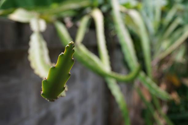 dragon fruit plant slow growth