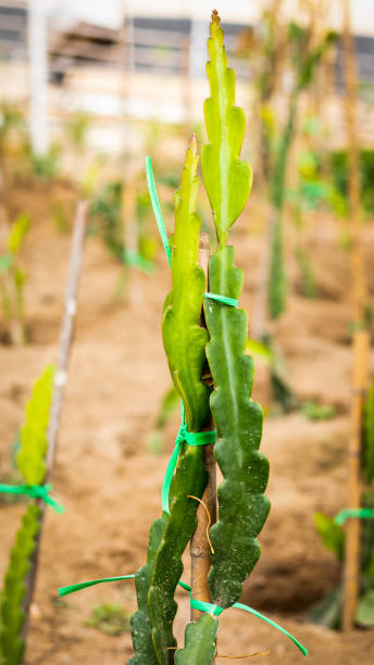 small dragon fruit plant not growing
