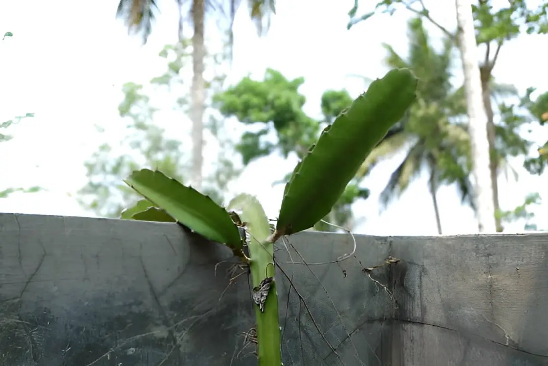 Plantation Time-Small Dragon fruit plant