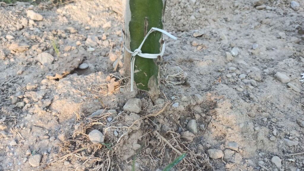 dragon fruit fertilizer for fruiting