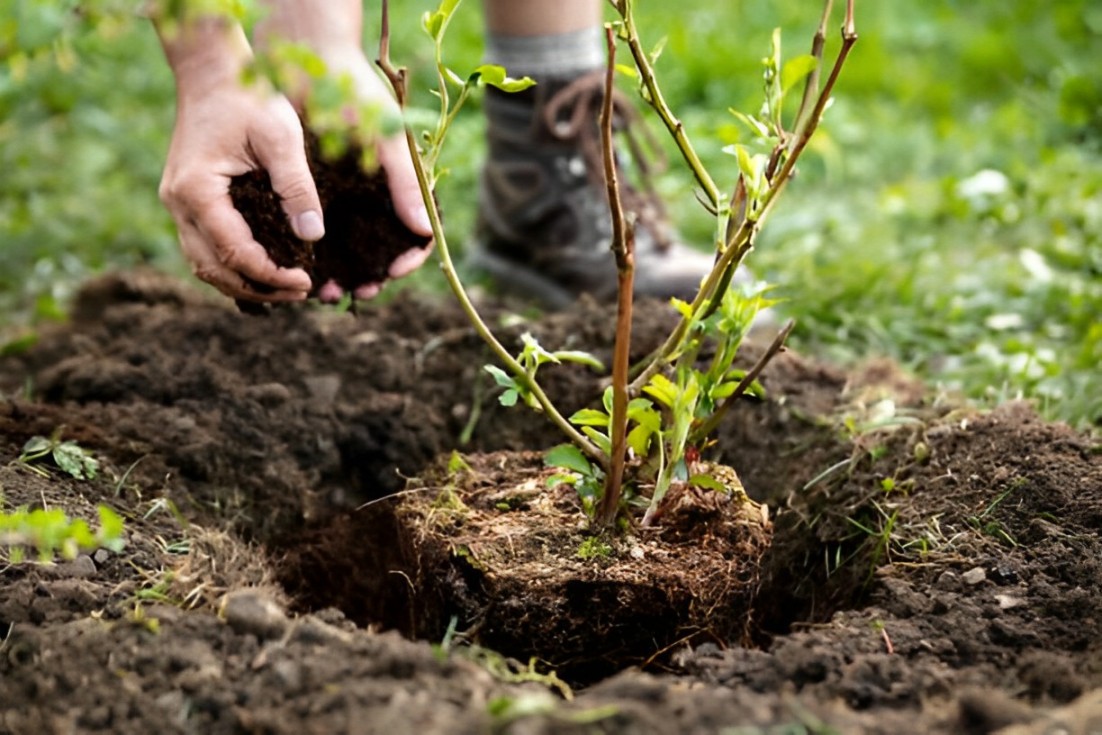 how to grow blackberries