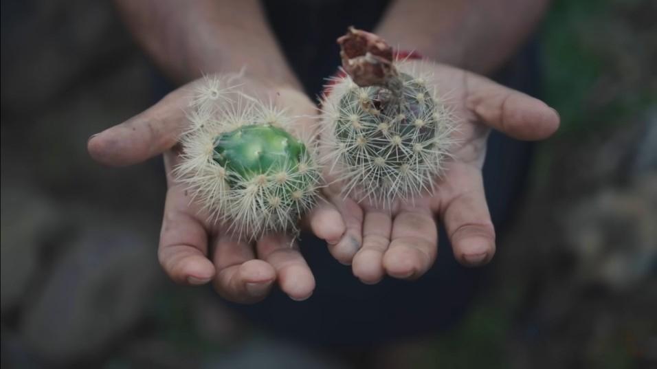 Pitaya Mexicana