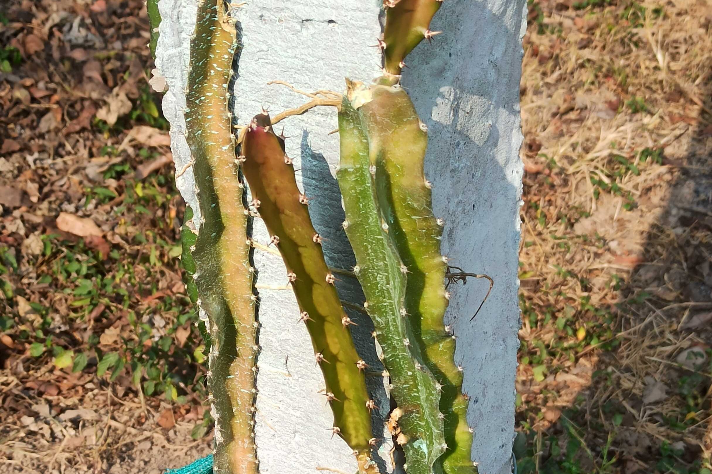 Dragon Fruit Tree