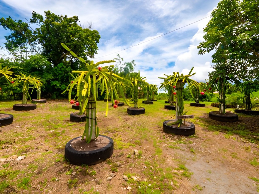 dragon fruit fungus because of excess nitrogen