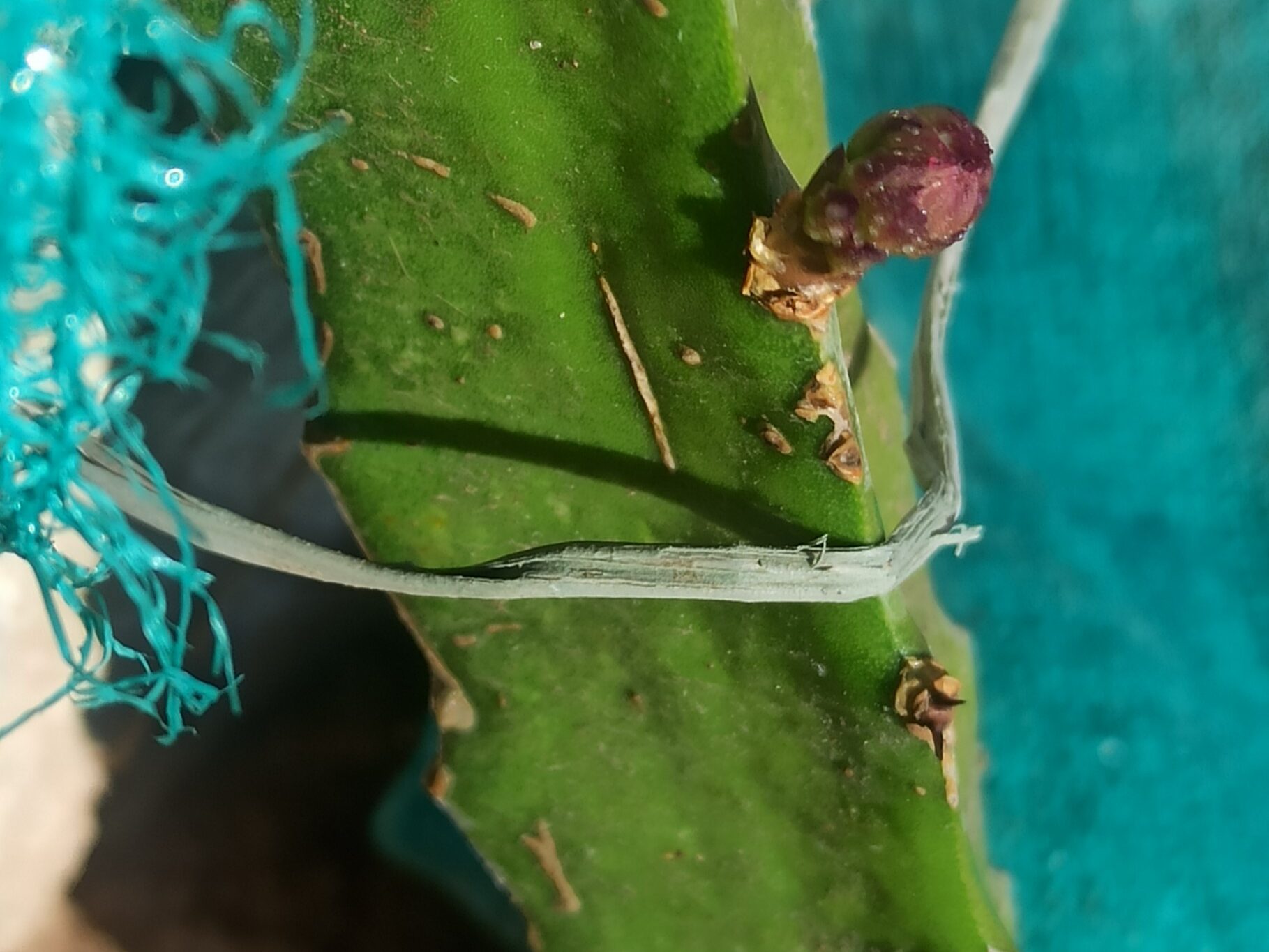 dragon fruit growth time