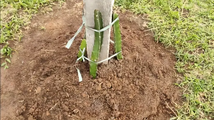 baby dragon fruit plant