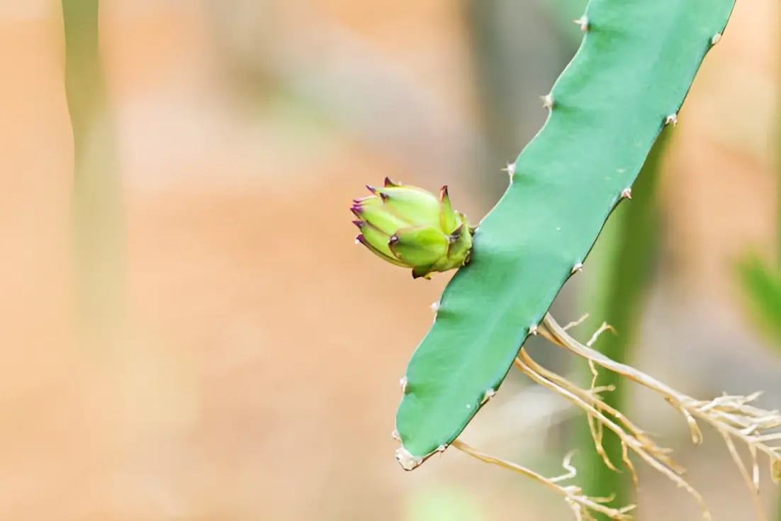 3 easy rooting ways - dragon fruit red inside