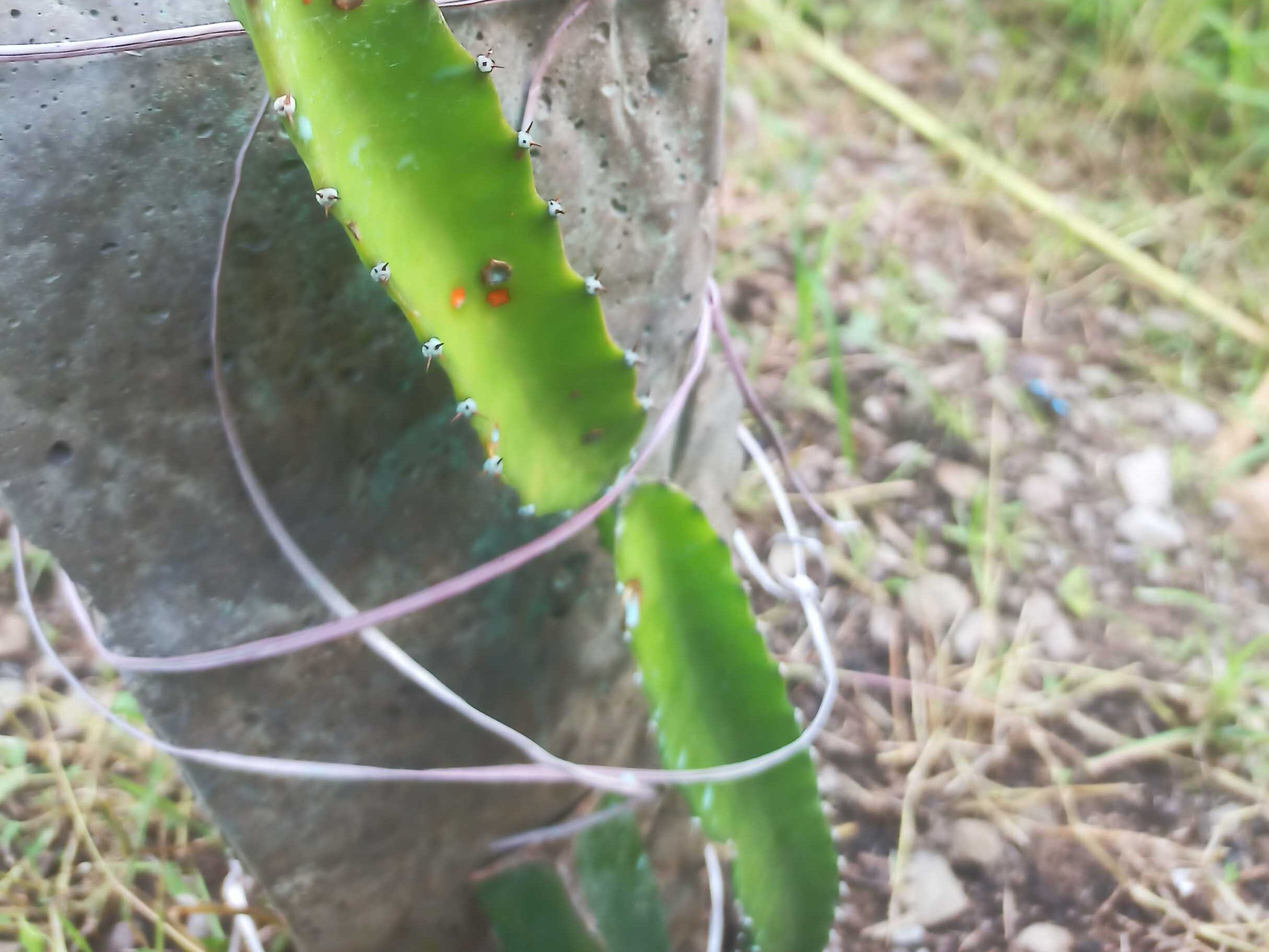  disease in dragon fruit farming canker