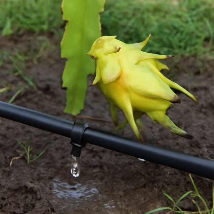 dragon fruit plant stress
