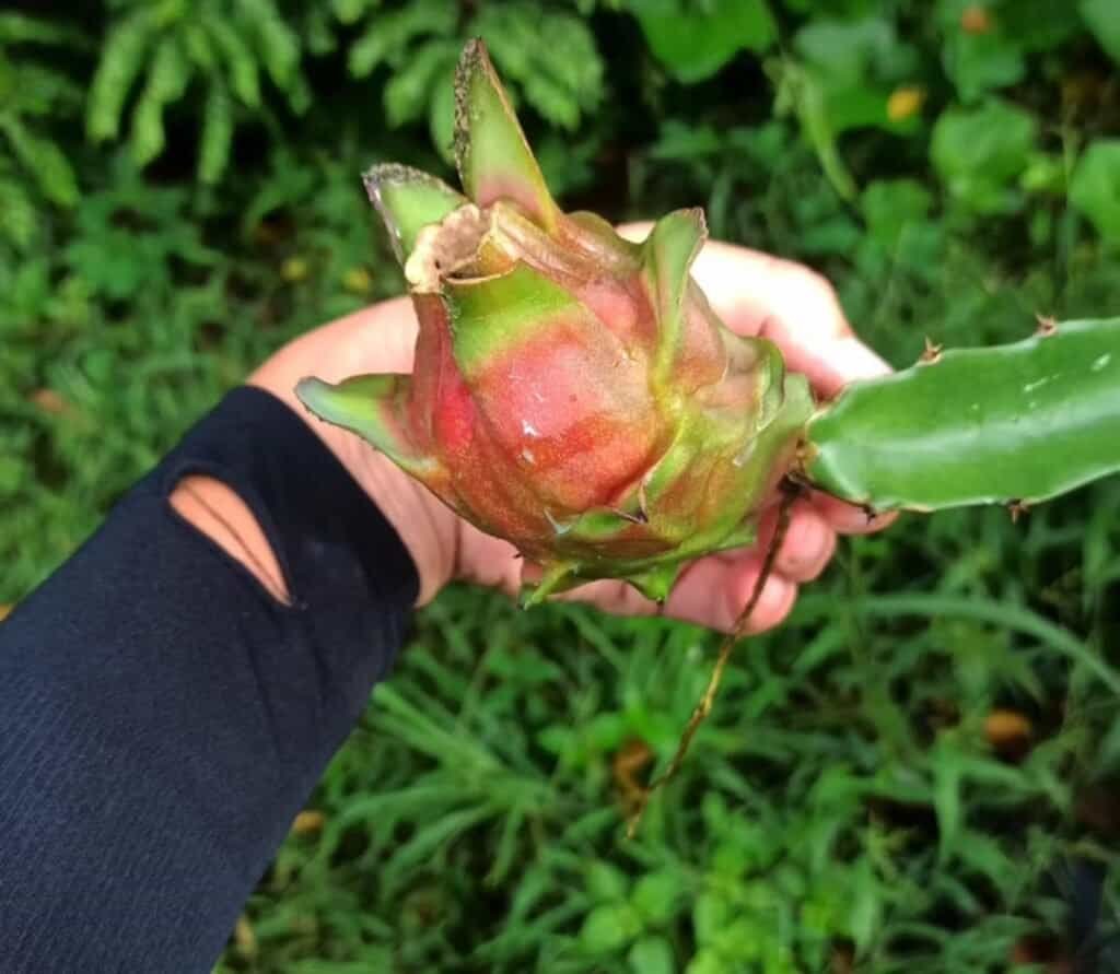 dragon fruit farming in india