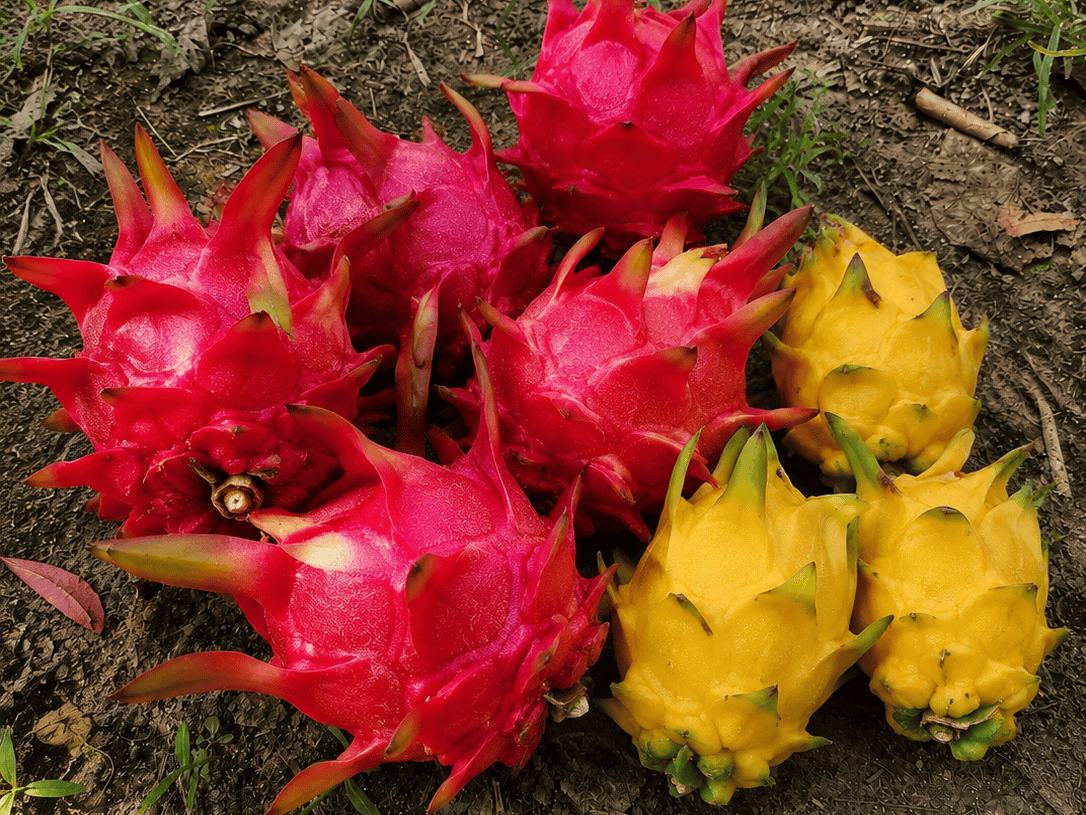 dragon fruit farming cost