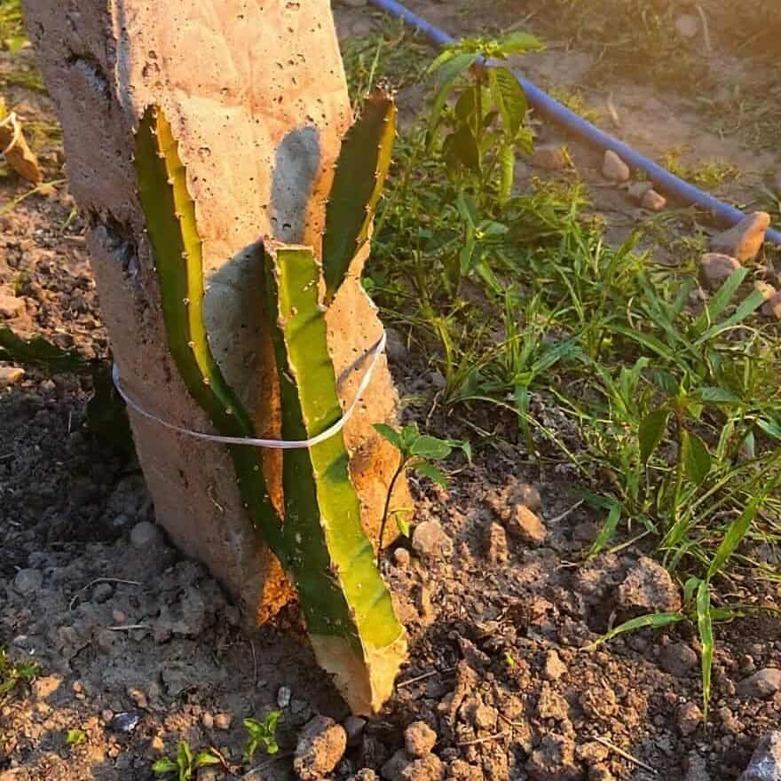 dragon fruit farming in india