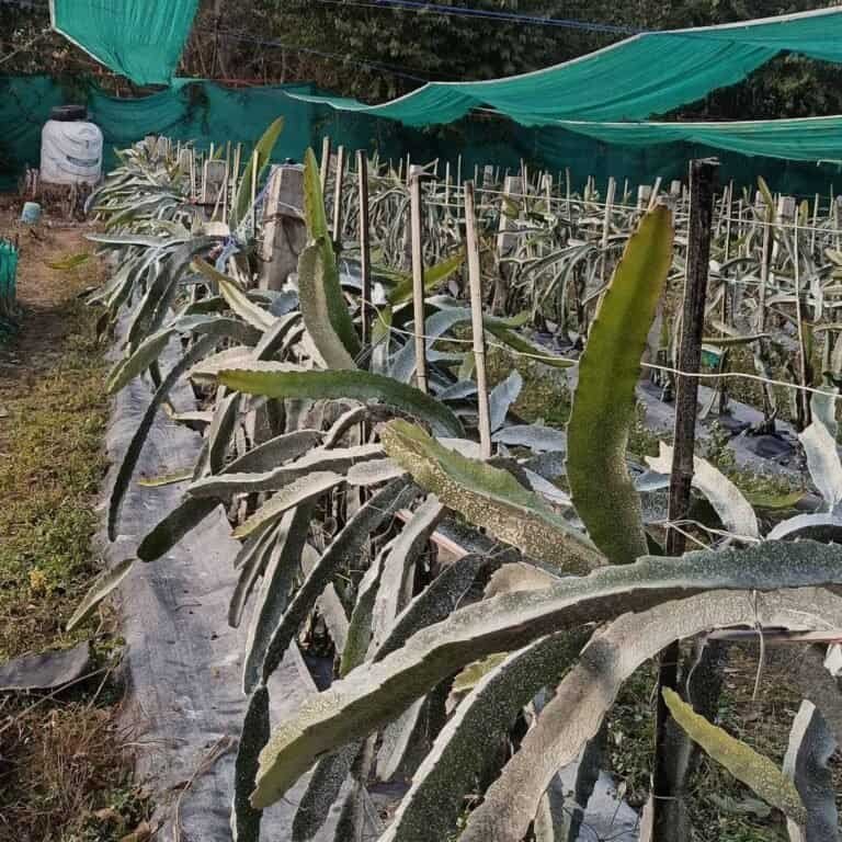 climate for dragon fruit farming in india