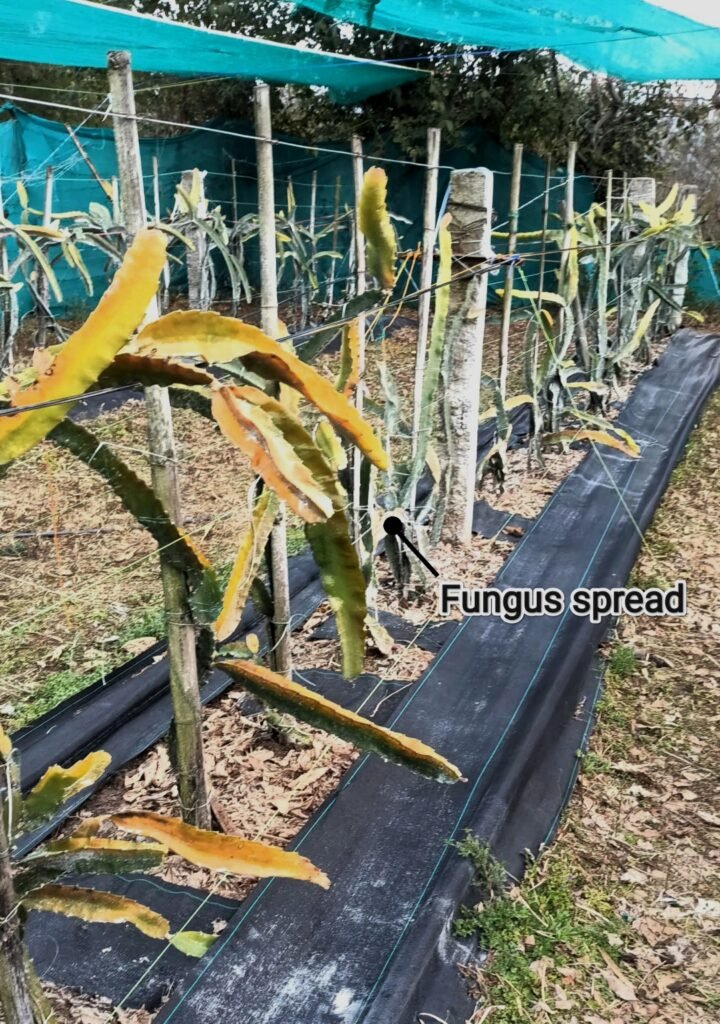 Fungus on dragon fruit spread