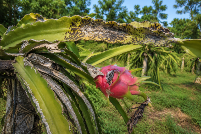 Fungus on dragon fruit