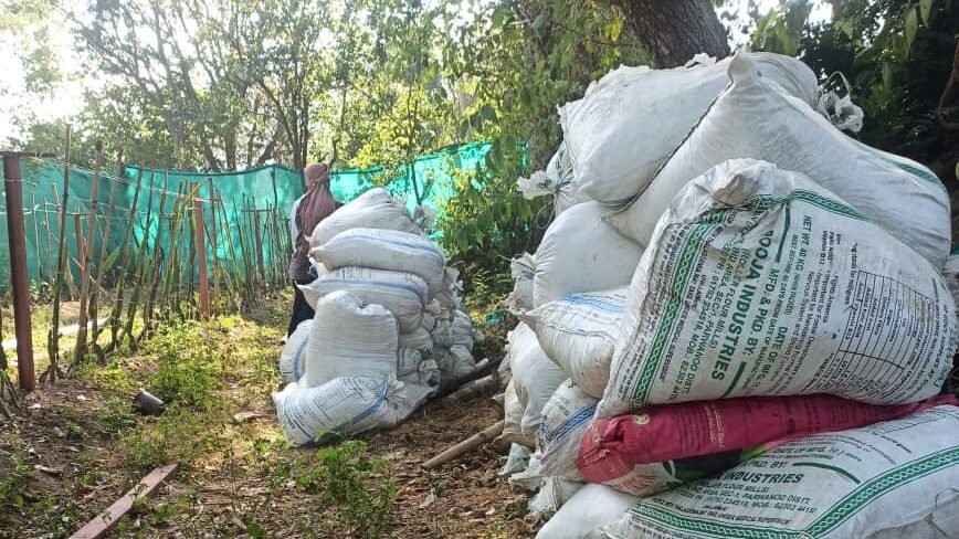 fertilizer for dragon fruit