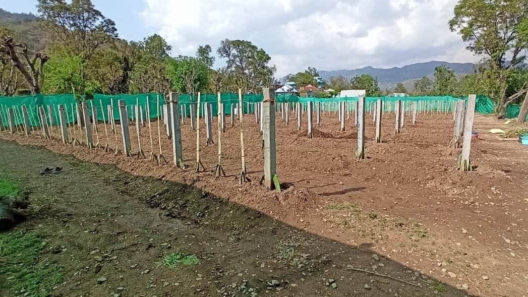 dragon fruit farming located in himachal