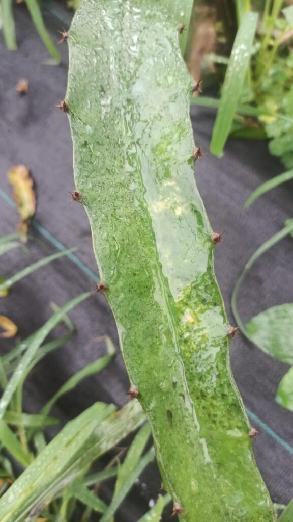 early sign in dragon fruit fungus