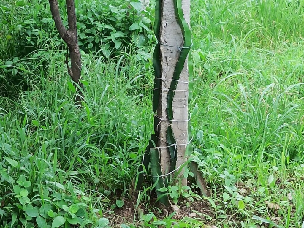 excess grass in dragon fruit farm