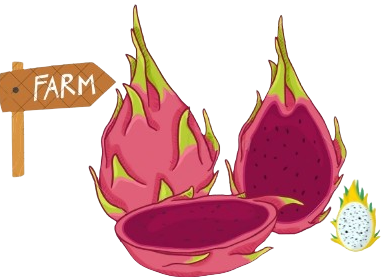 Dragon Fruit Farming India
