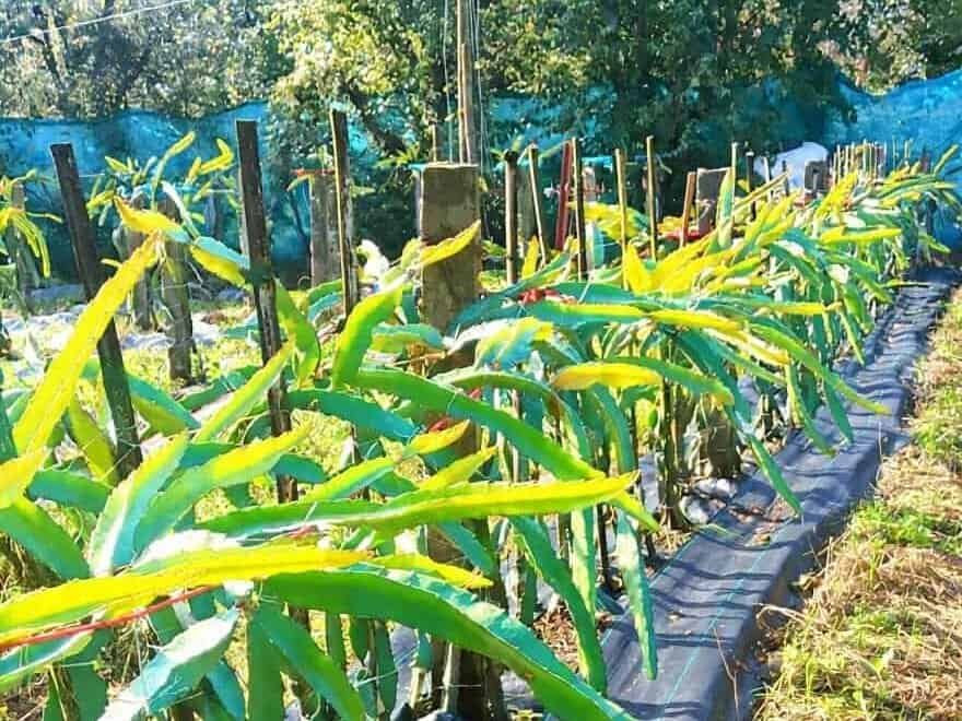 dragon fruit cultivation in India new farmers