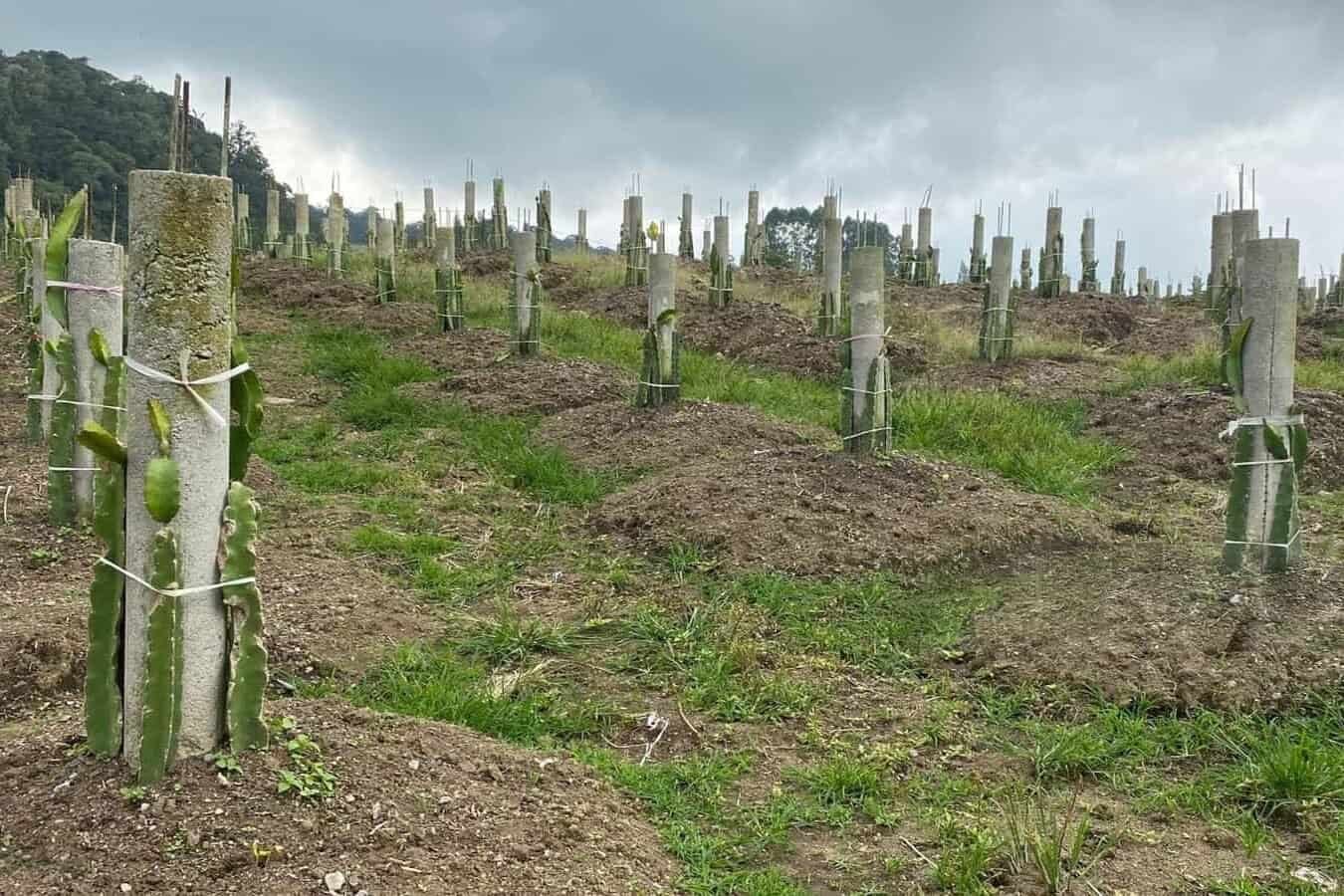 dragon fruit farming suitable climate