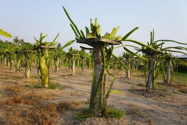 dragon fruit farming in india