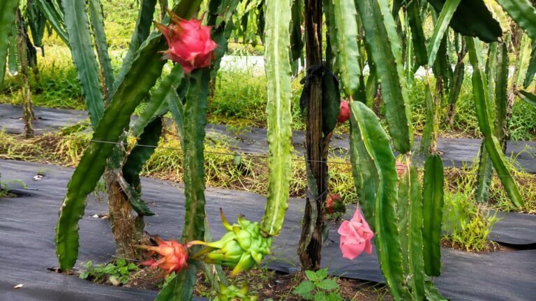 dragon fruit size increase