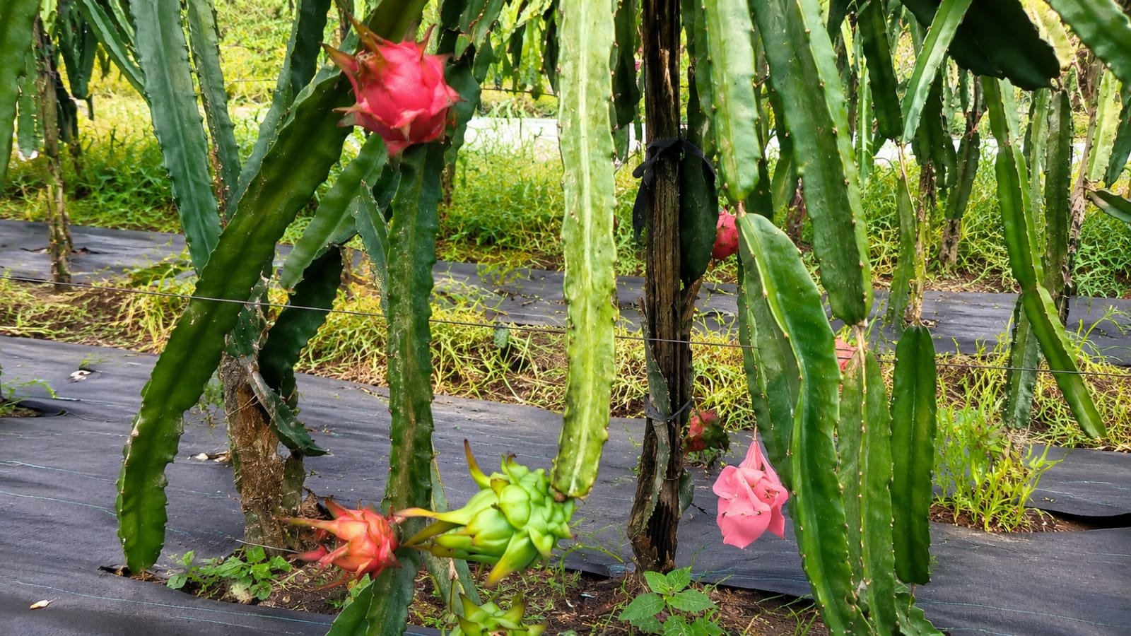 dragon fruit size increase