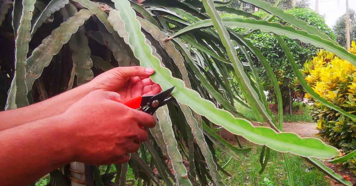 dragon fruit farming for beginners