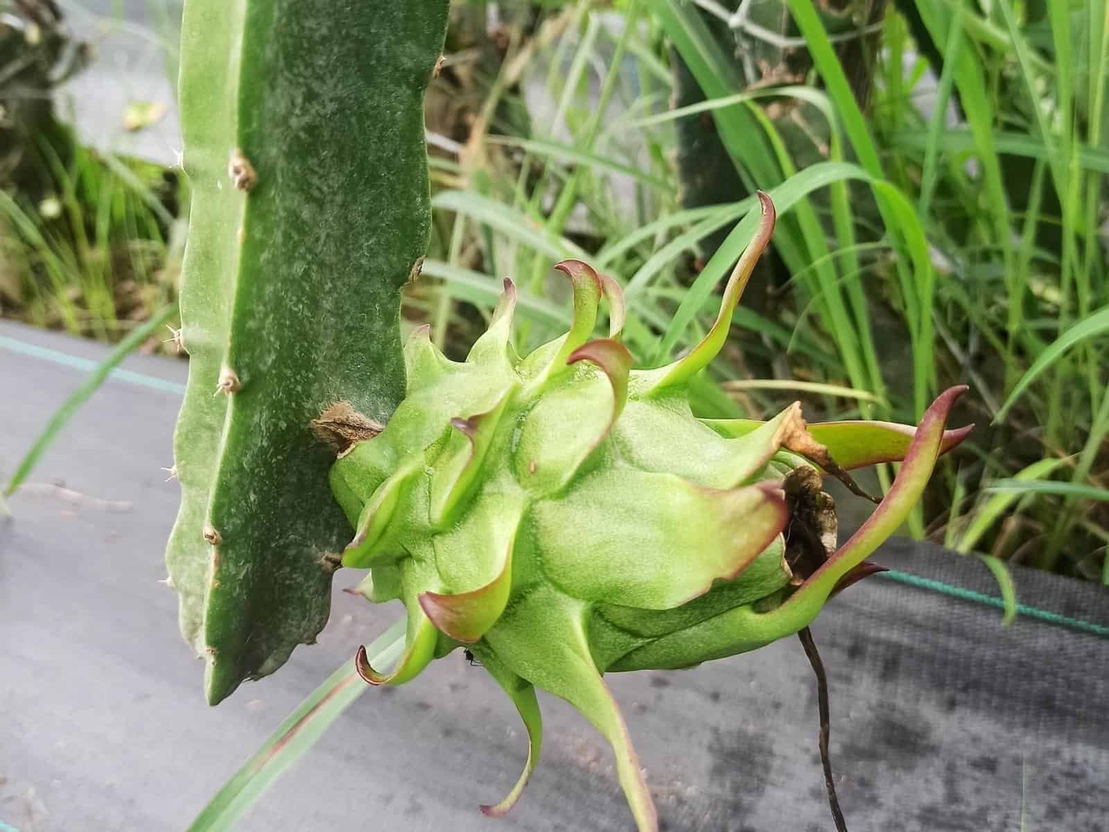 what is dragon fruit?