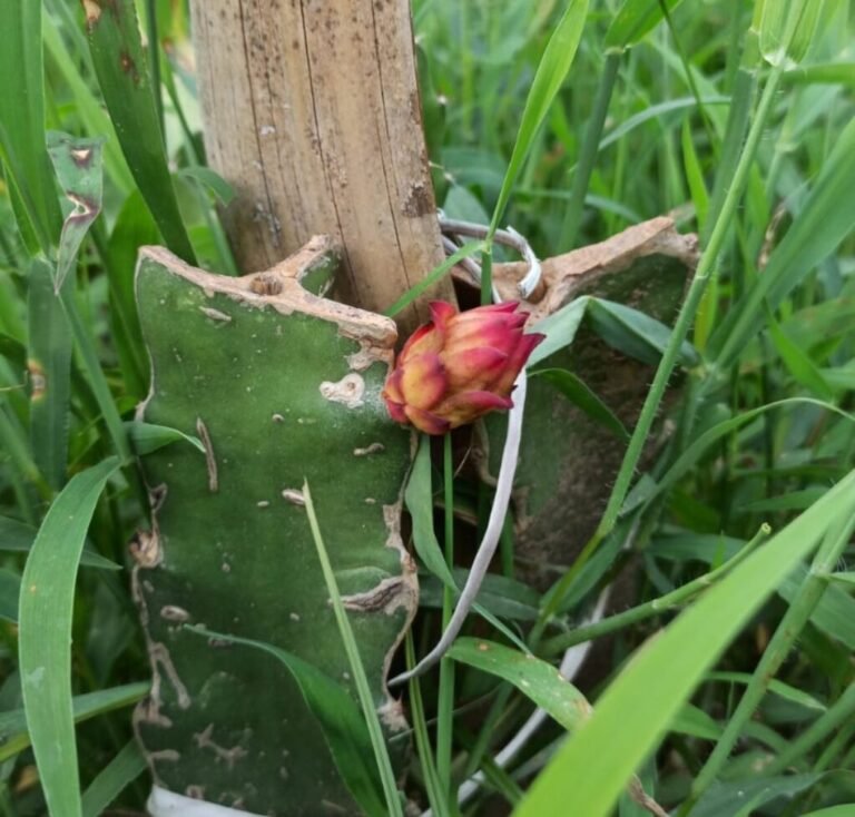 dragon fruit flower drop issue