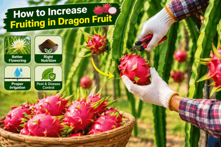How to Increase Fruiting in Dragon Fruit