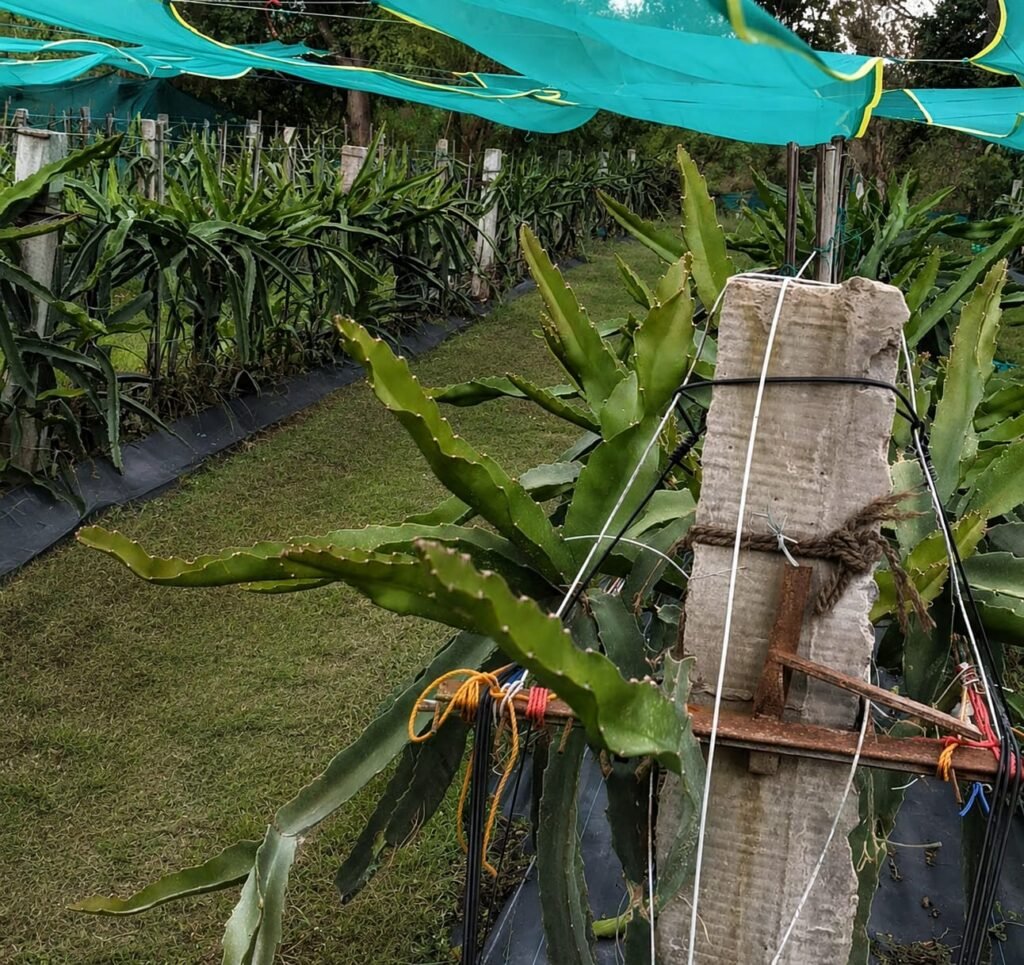 excess new growth during fruiting