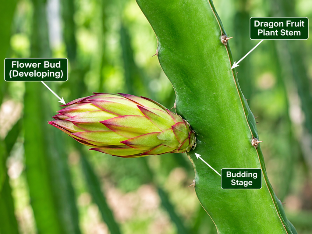 Increase Fruiting in Dragon Fruit