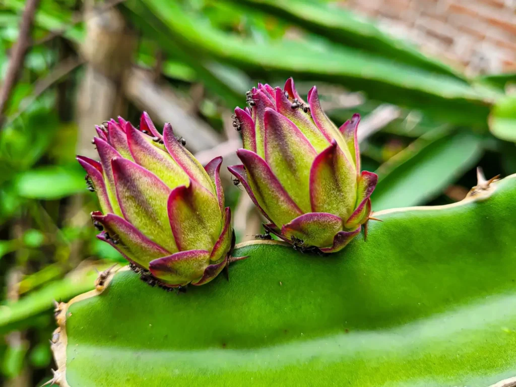 dragon fruit production in 1 acre