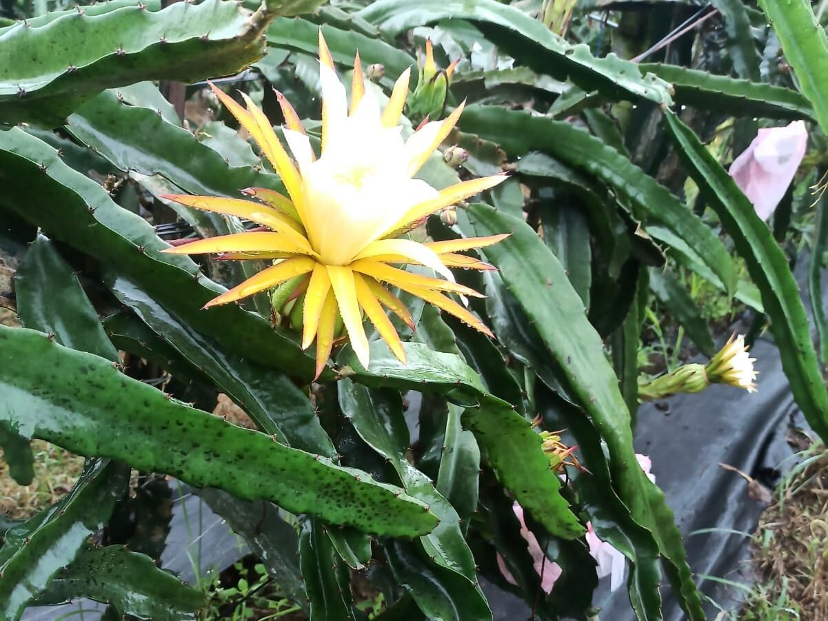 dragon fruit production
