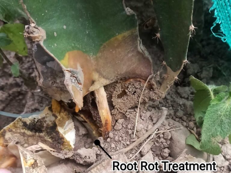 Root rot in dragon fruit