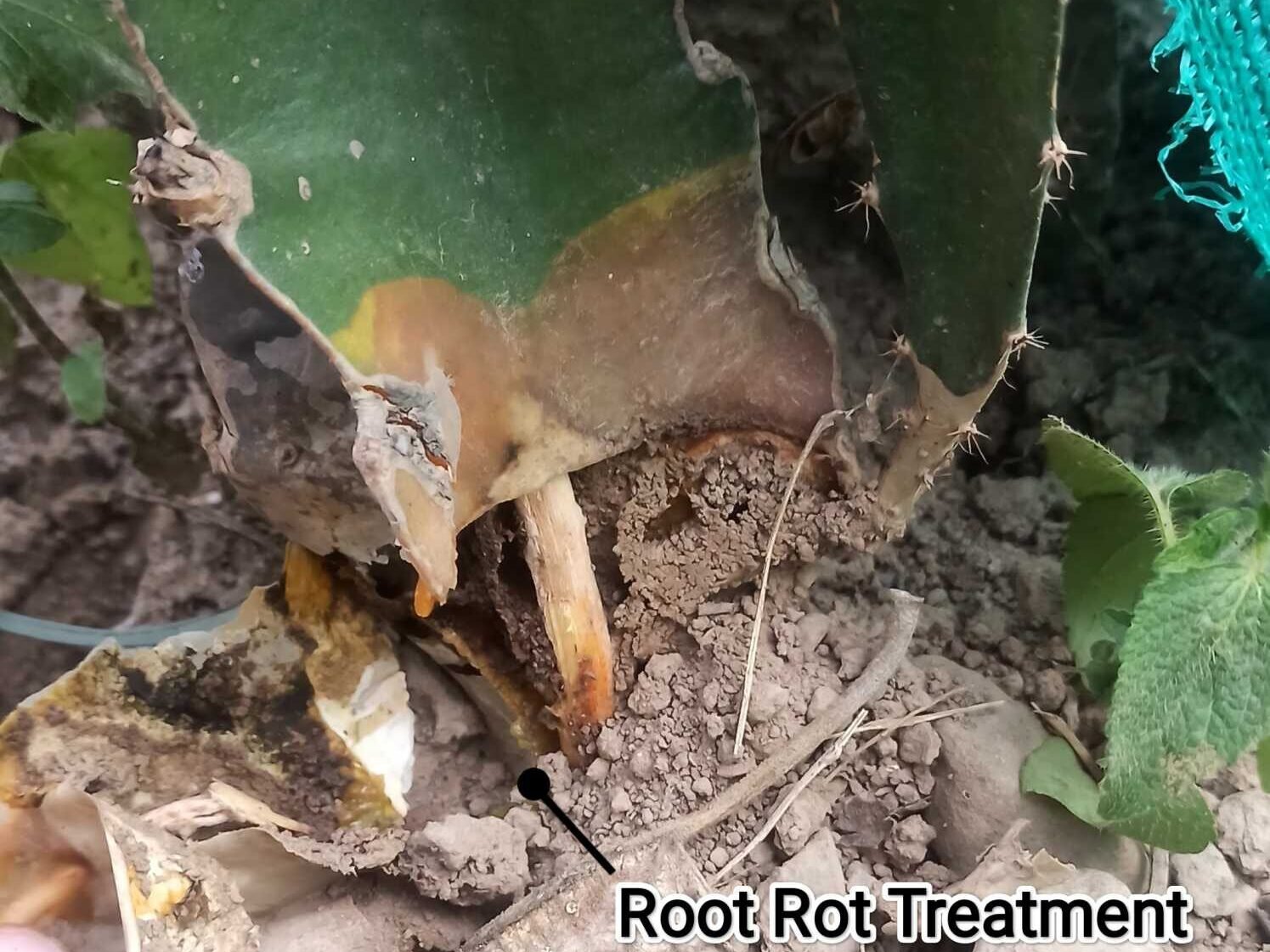 Root rot in dragon fruit